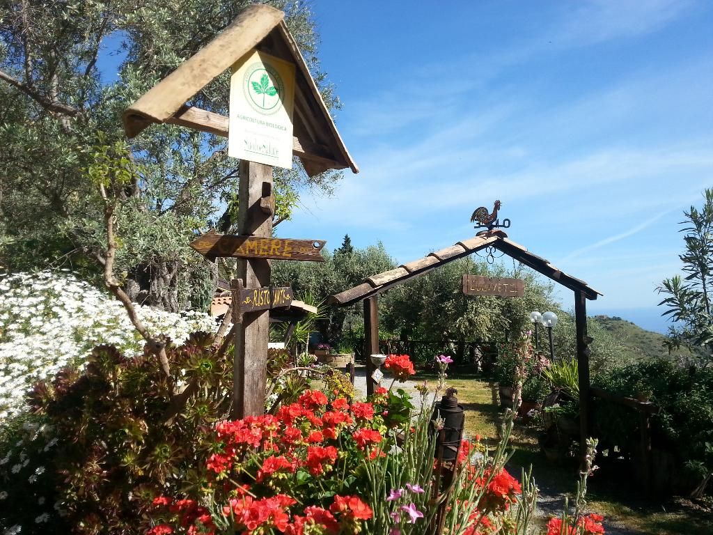 L'uliveto, foto 8