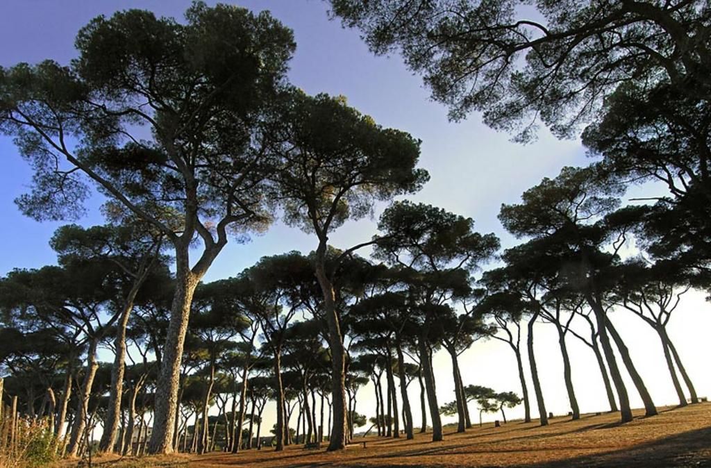 Pinewood, foto 11