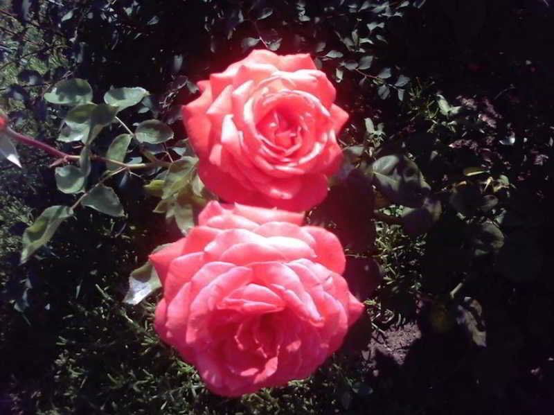 Akcinar, foto 14