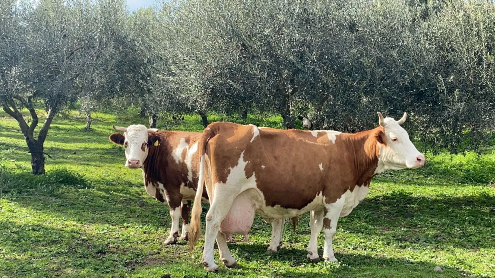 Tenuta di Roccadia, foto 12