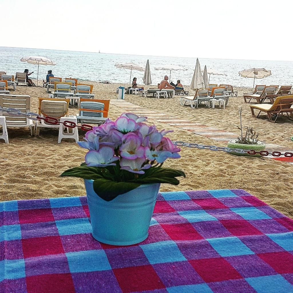 Miss Cleopatra Hotel, foto 15