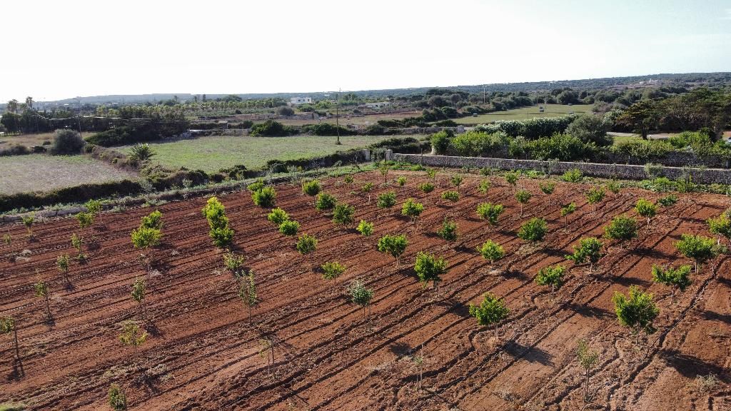 Agroturismo Son Juaneda, foto 11