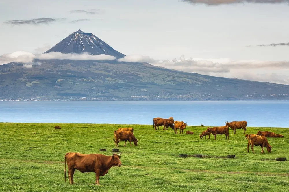 Great Azorean Circuit per huurauto