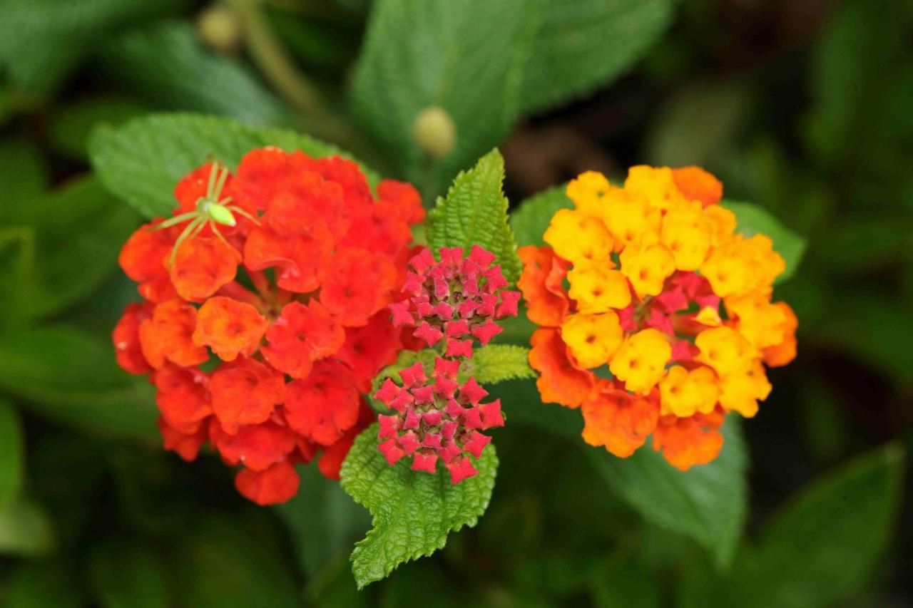 Quinta de Santo Antonio Da Serra, foto 8