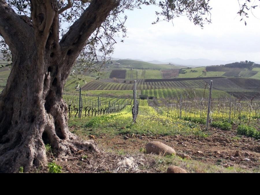 Privé wandelreis Magna Via Francigena: van Palermo naar Agrigento, foto 6