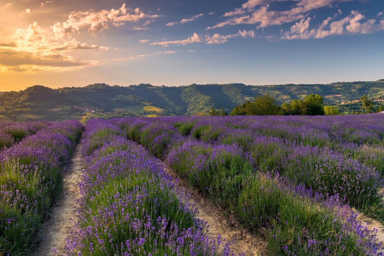 Italië - Lavendel