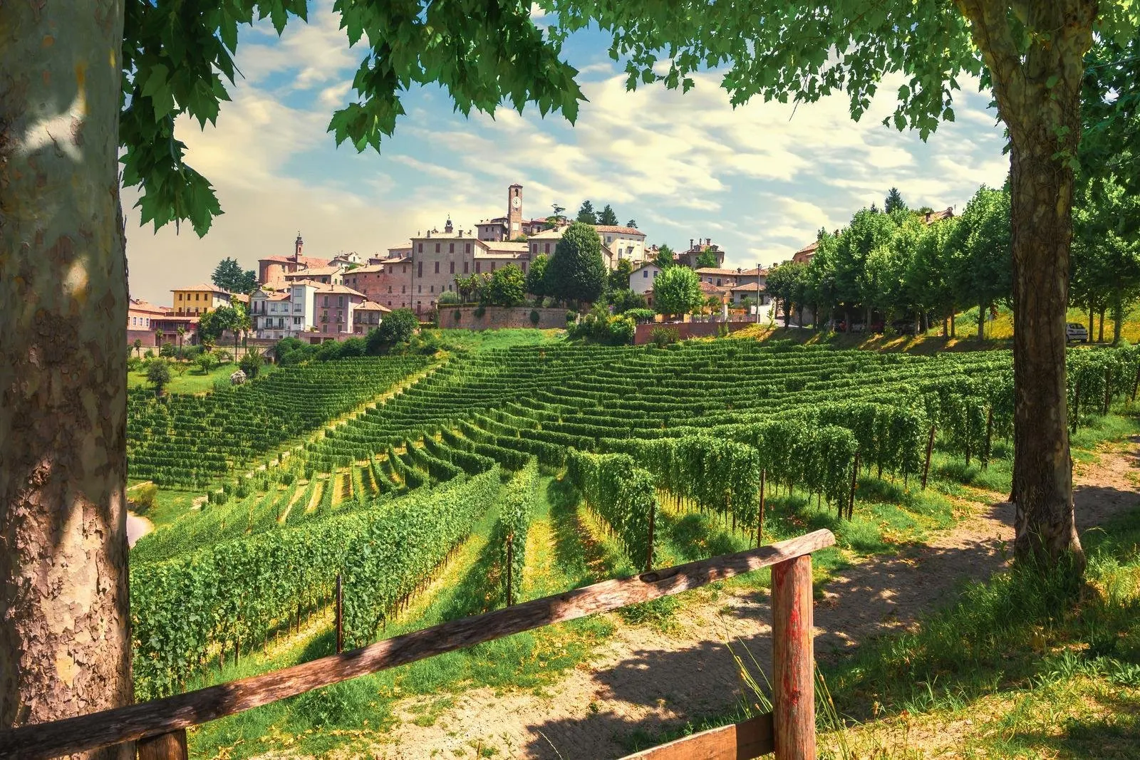 Piemonte - Wijnranken