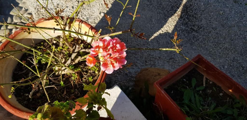 Zinovia, foto 14