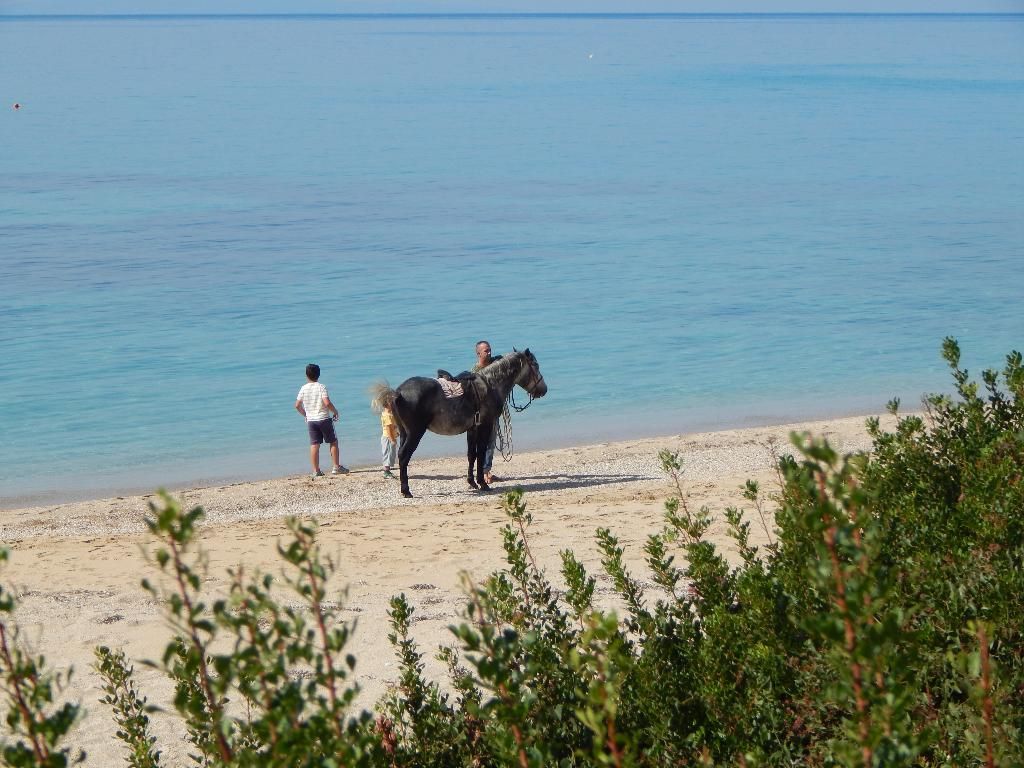 Palmina Mare, foto 3