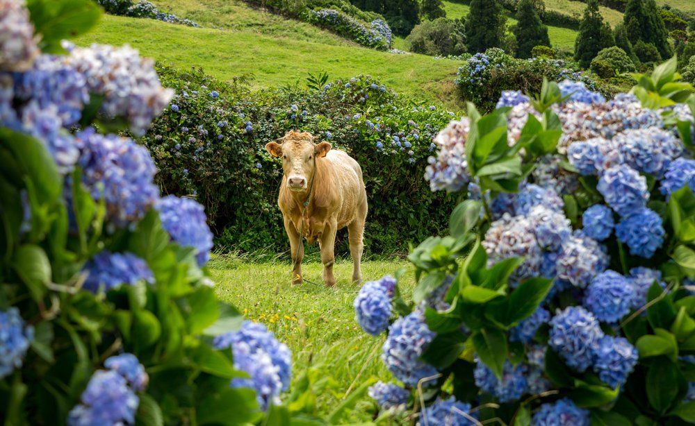 Azorean Classic per huurauto, foto 2