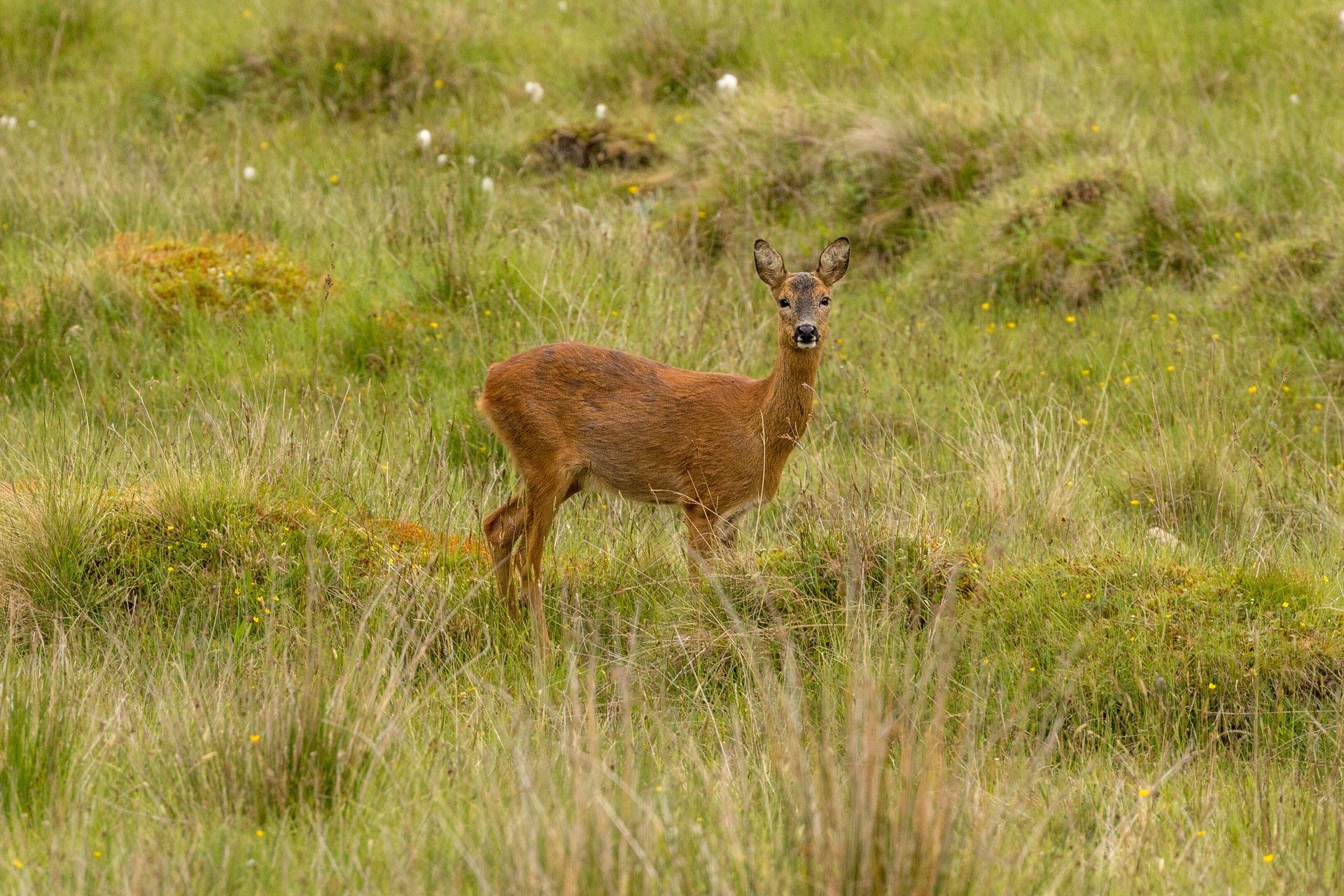 Schotse Hooglanden, foto 15