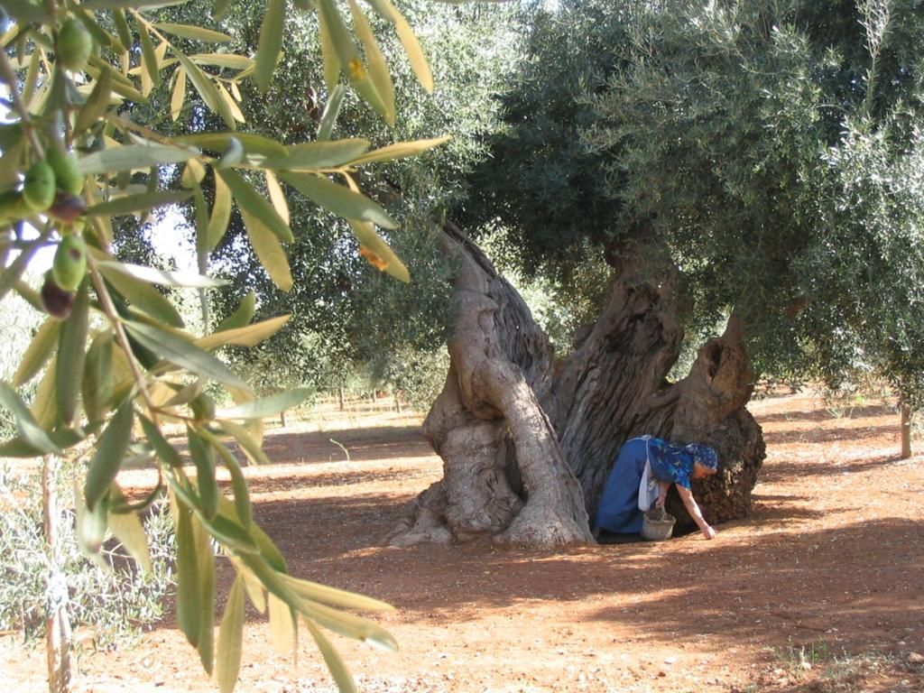 Masseria San Martino, foto 4