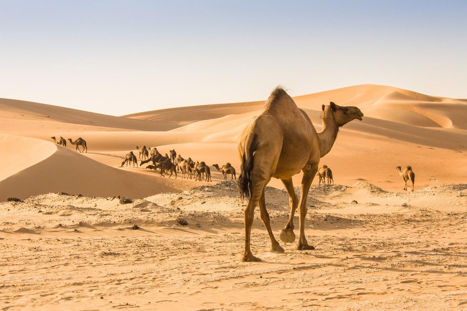 Privérondreis Klassiek Oman, foto 7