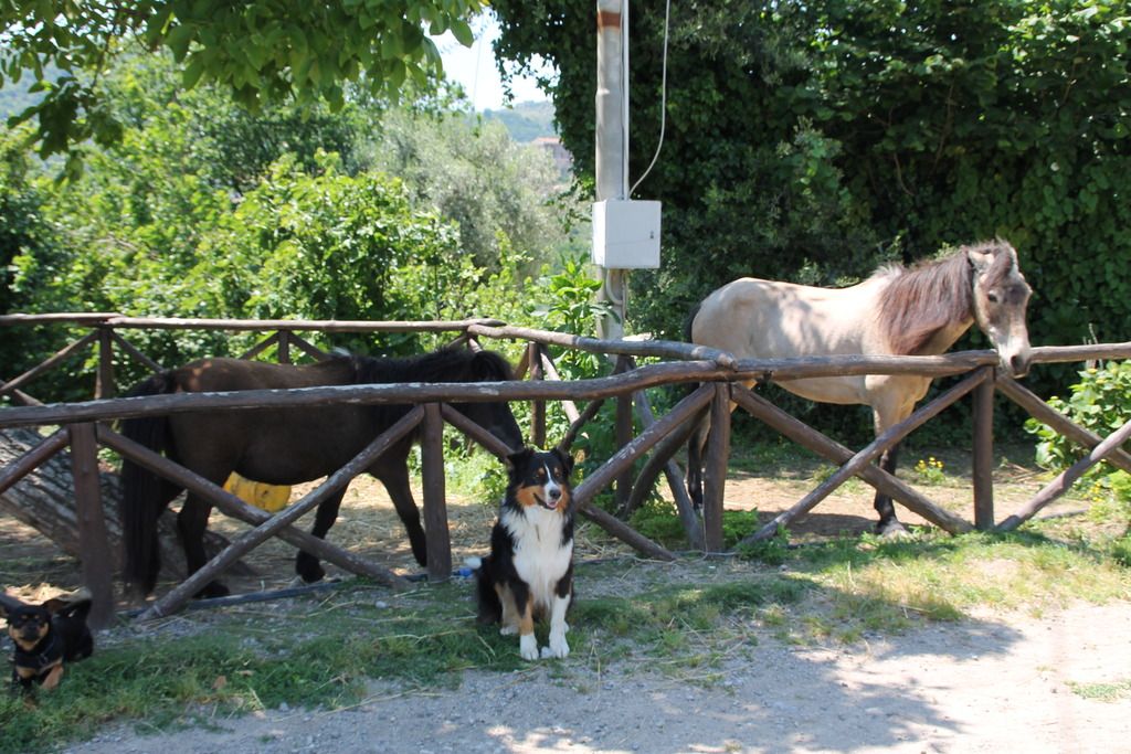 Agriturismo Piccolo Paradiso, foto 6