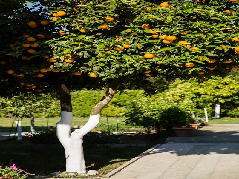 Paradise Village, foto 11
