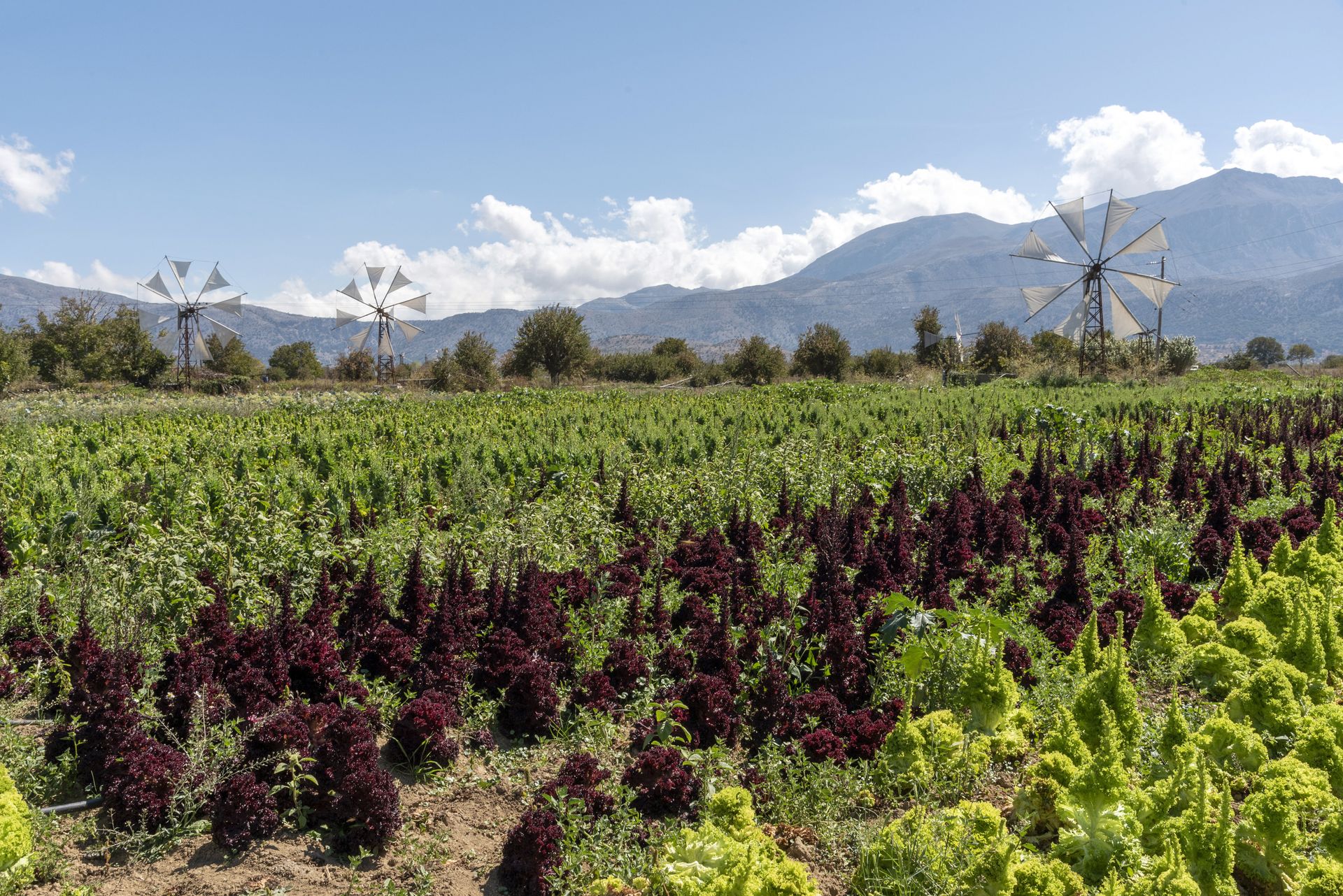 Kreta op het gemak, foto 6