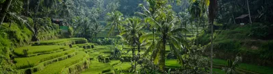 Fietsen tussen de rijstvelden, je vergapen een grote watervallen, van tempel naar tempel hoppen,... Bali heeft het allemaal. Ontdek dit prachtig stukje Indonesië en boek een van onze hotels om optimaal te genieten. 