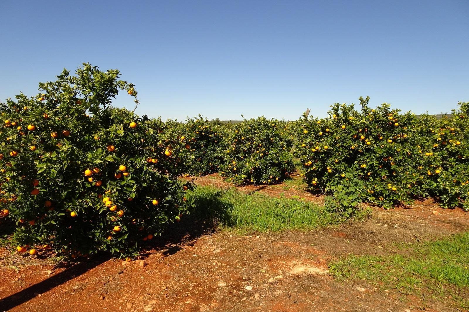 Fly-drive Algarve Anders 11 dagen, foto 12