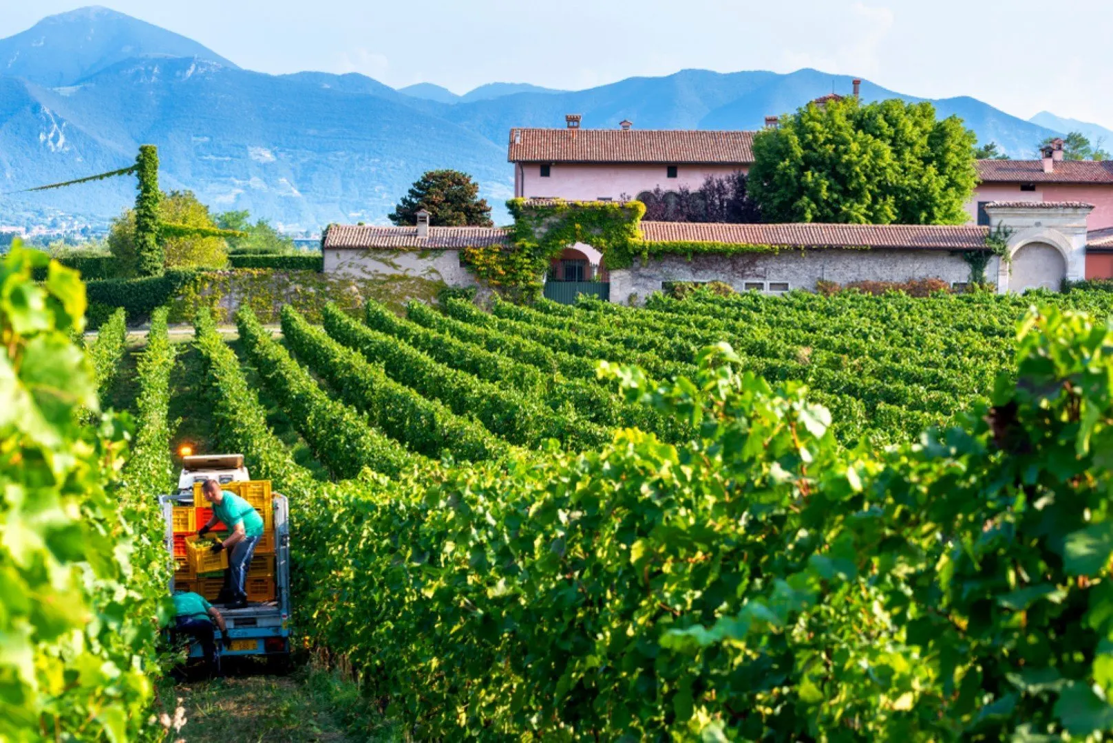 ronco calino wijngaard in franciacorta
